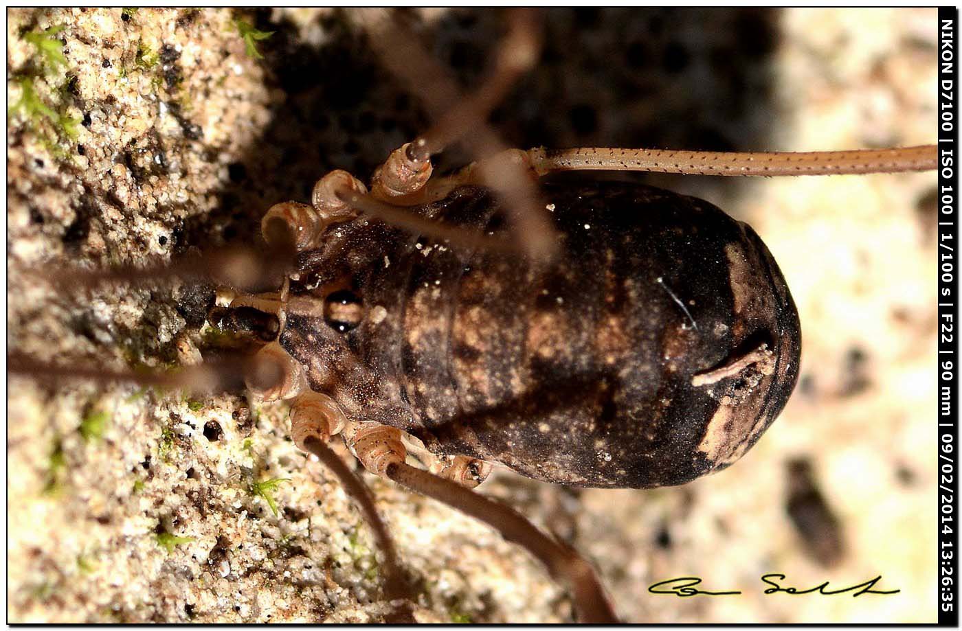 Nelima sp. ♀
